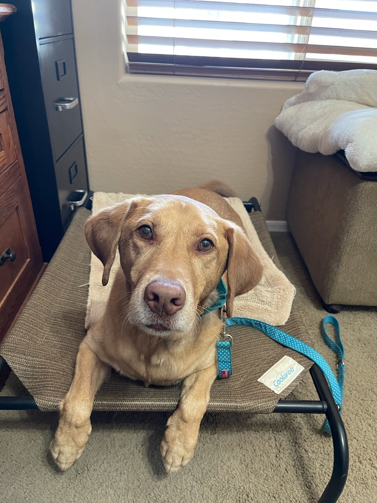 Dash, an adoptable Chesapeake Bay Retriever in Mesa, AZ, 85205 | Photo Image 3