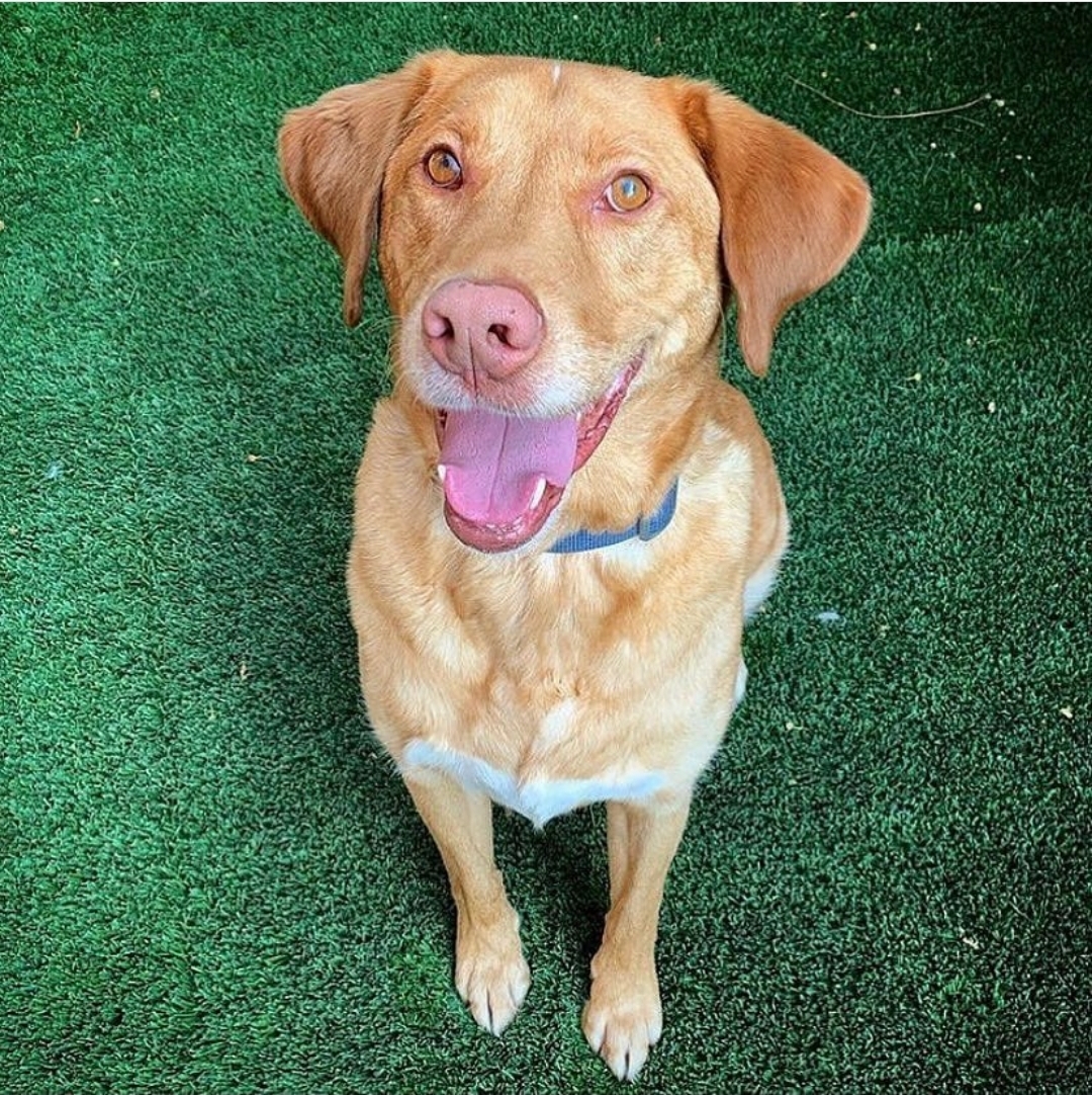 Dash, an adoptable Chesapeake Bay Retriever in Mesa, AZ, 85205 | Photo Image 4