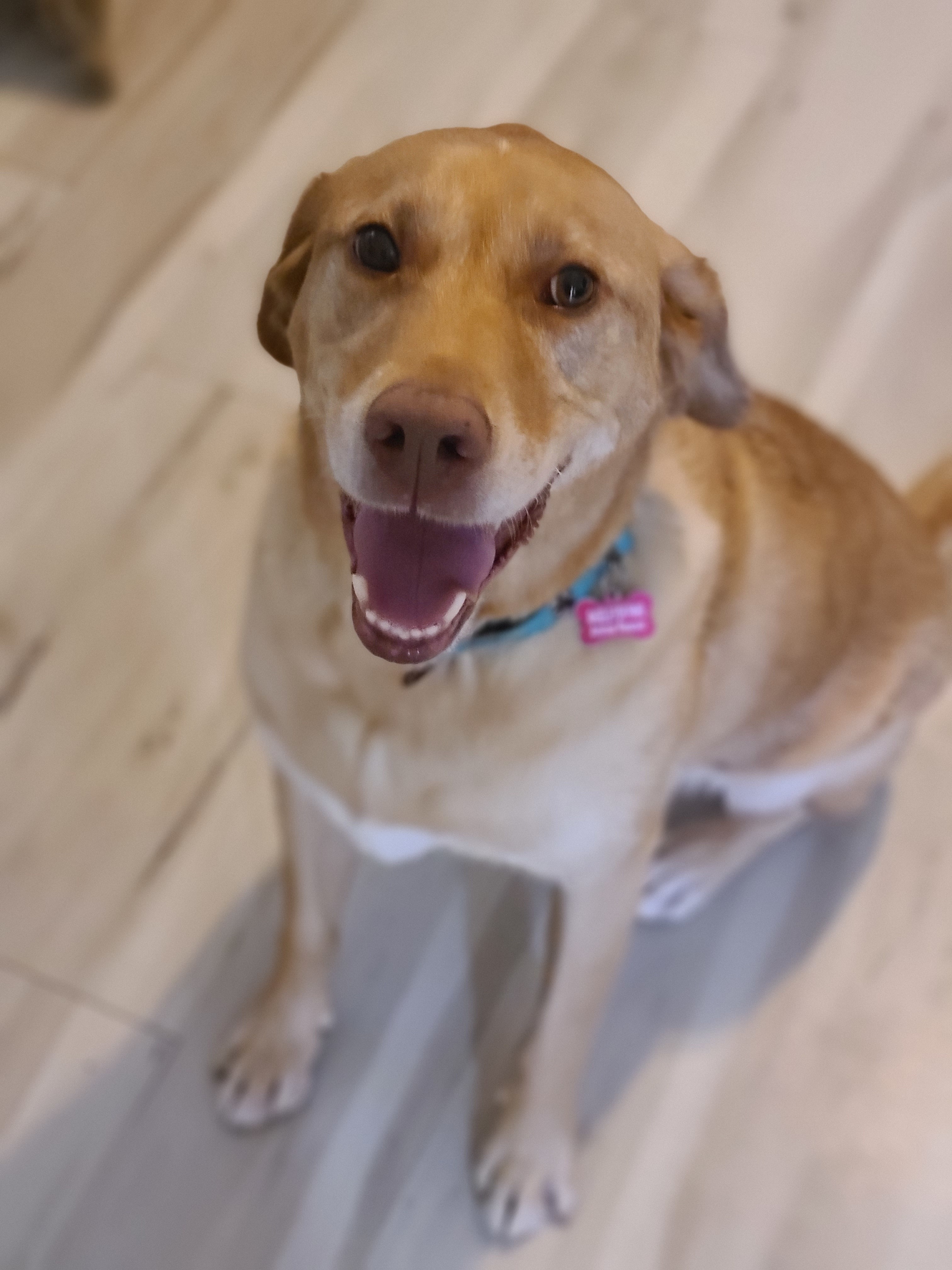 Dash, an adoptable Chesapeake Bay Retriever in Mesa, AZ, 85205 | Photo Image 5