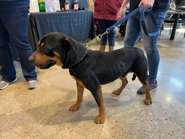 Crockett, an adoptable Rottweiler & Labrador Retriever Mix in Marengo, IL_image-3