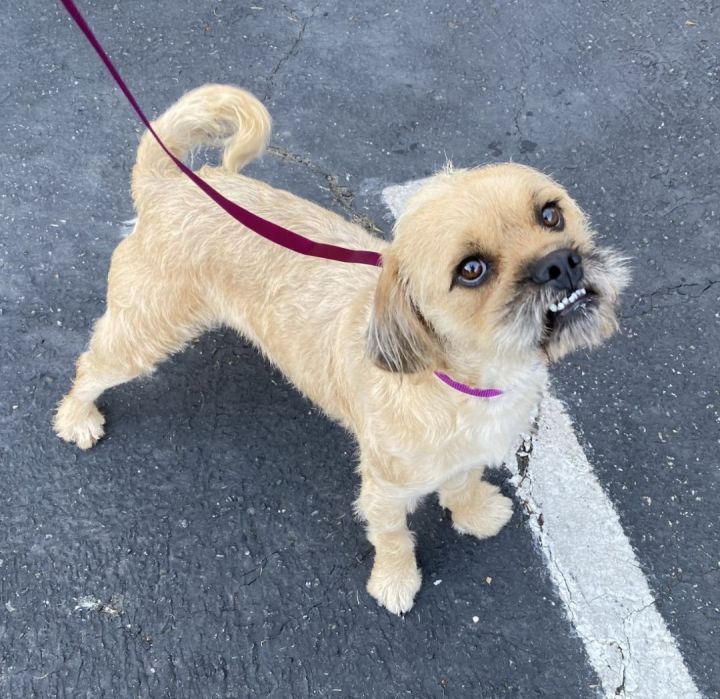 Jazper, an adoptable Terrier & Shih Tzu Mix in Los Alamitos, CA_image-6