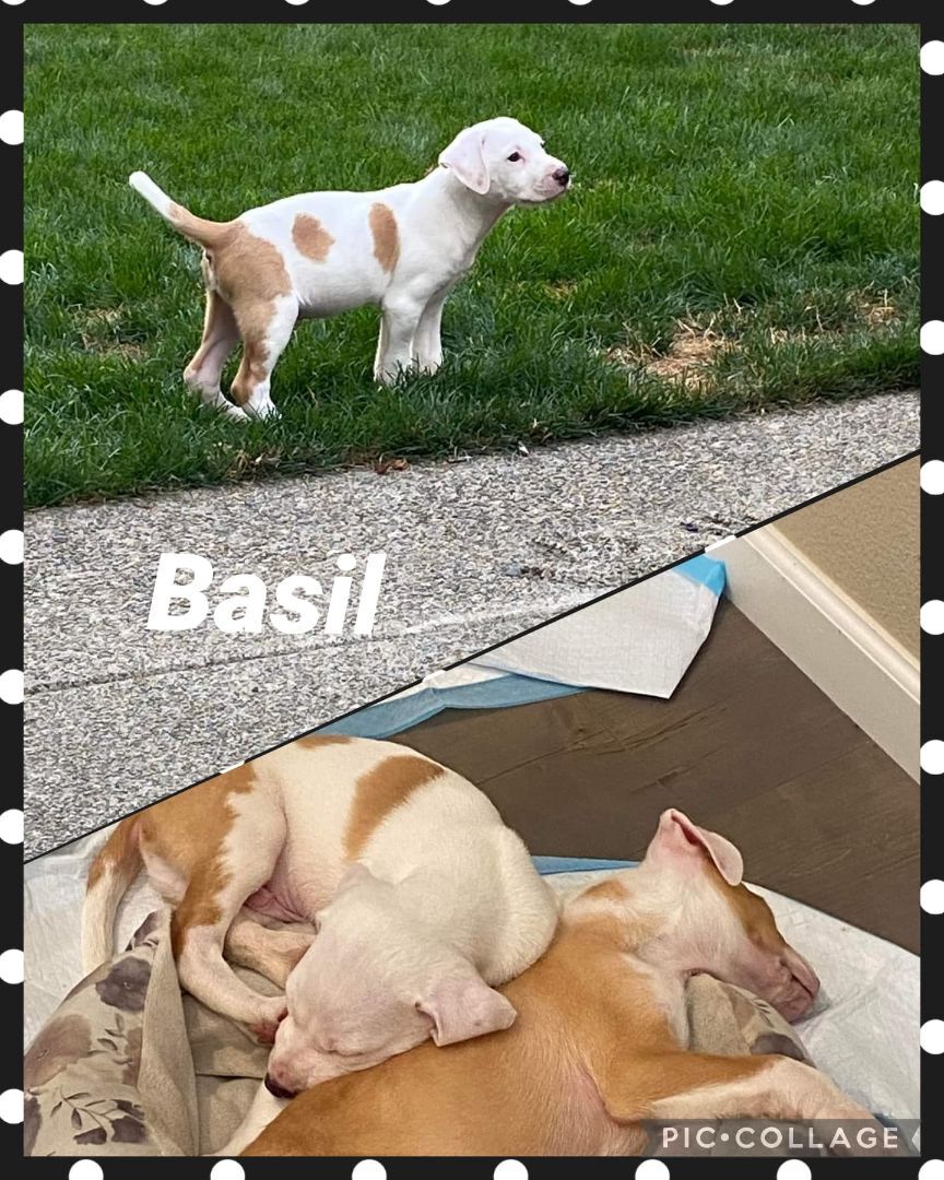 Basil