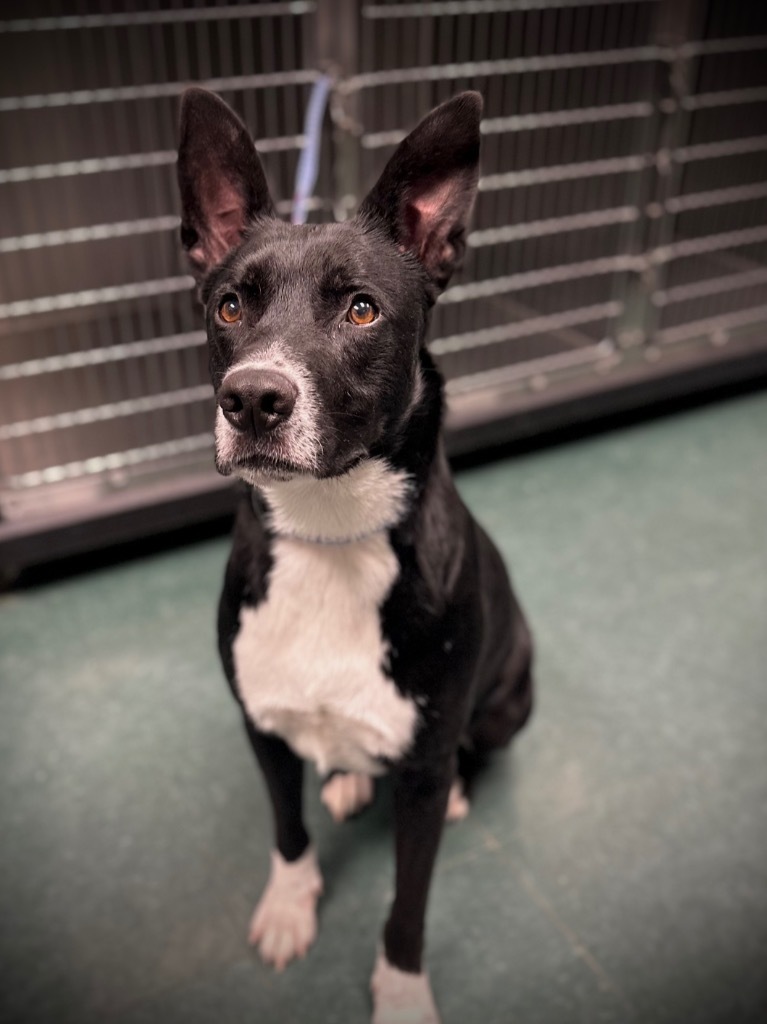 Dobby, an adoptable Mixed Breed in Jonesboro, AR, 72401 | Photo Image 1