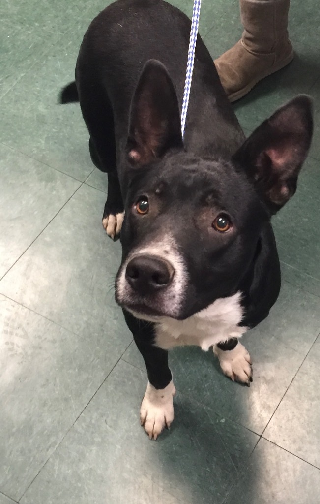 Dobby, an adoptable Mixed Breed in Jonesboro, AR, 72401 | Photo Image 2