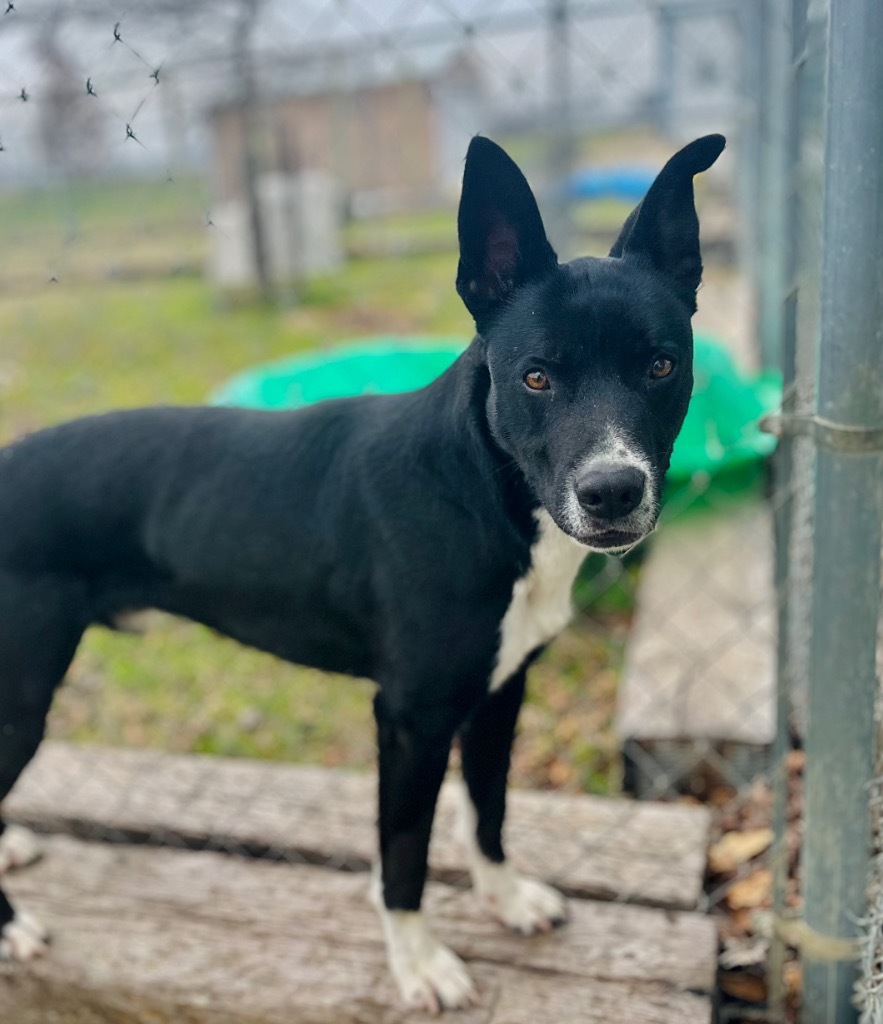 Dobby, an adoptable Mixed Breed in Jonesboro, AR, 72401 | Photo Image 3