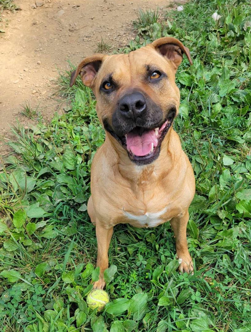 Panini, an adoptable Pit Bull Terrier, Black Mouth Cur in Orange, VA, 22960 | Photo Image 1