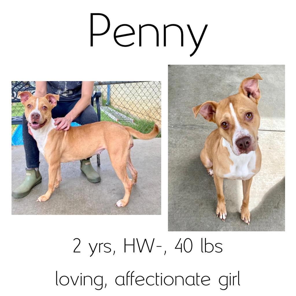 Penny