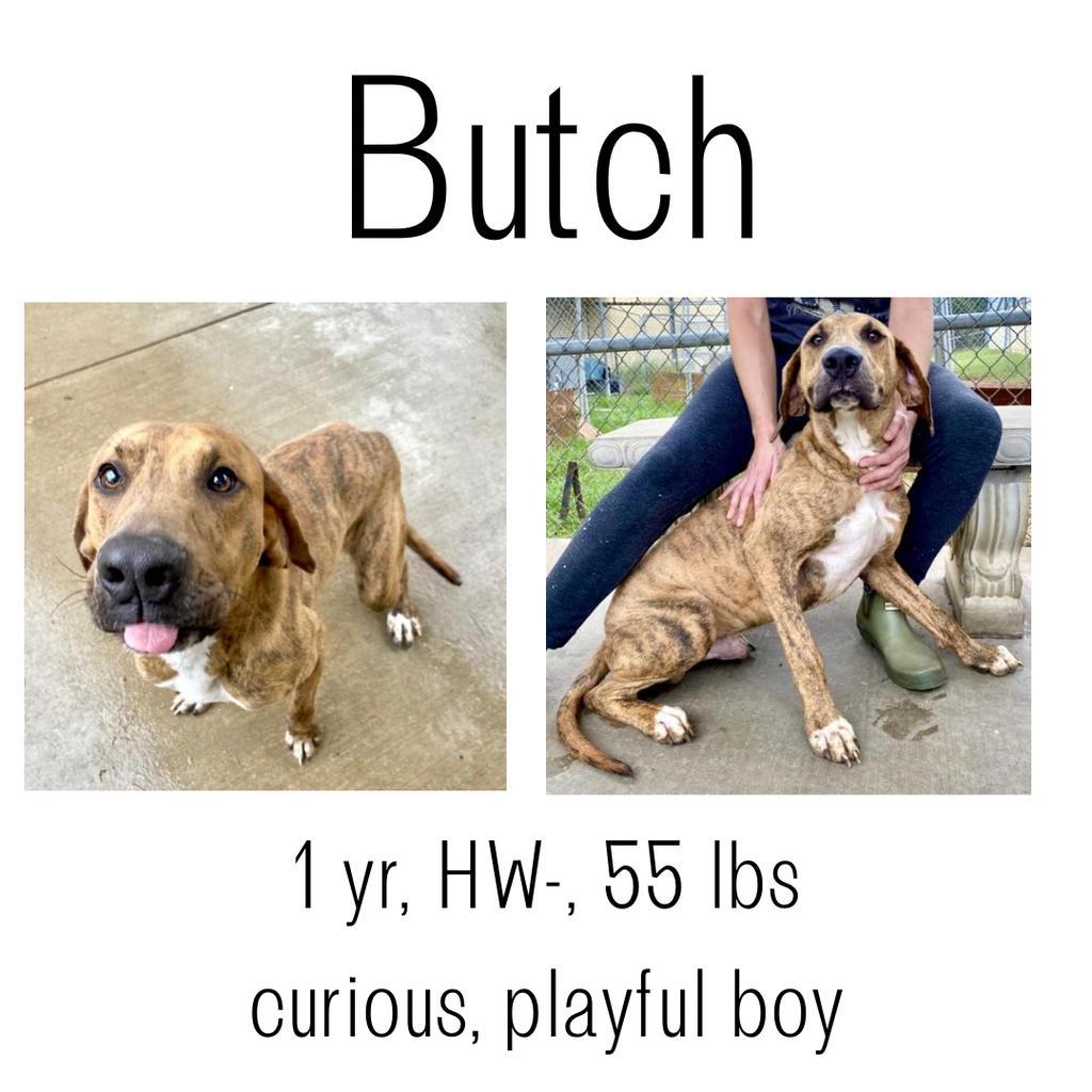 Butch