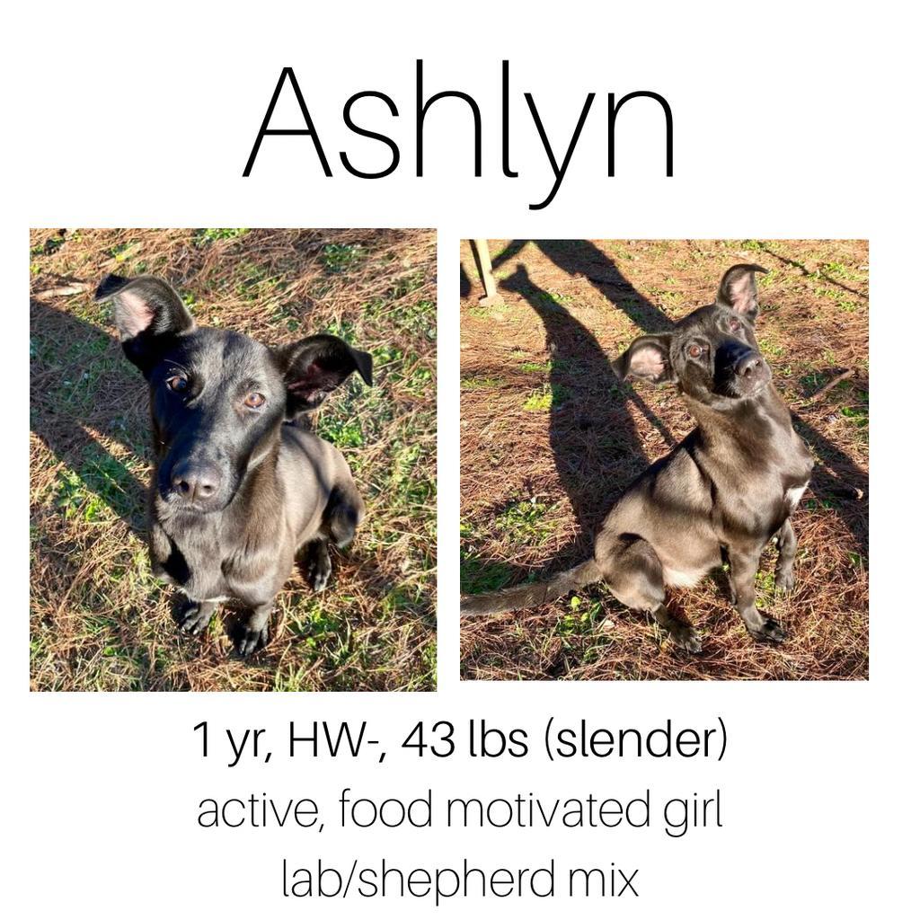 Ashlyn