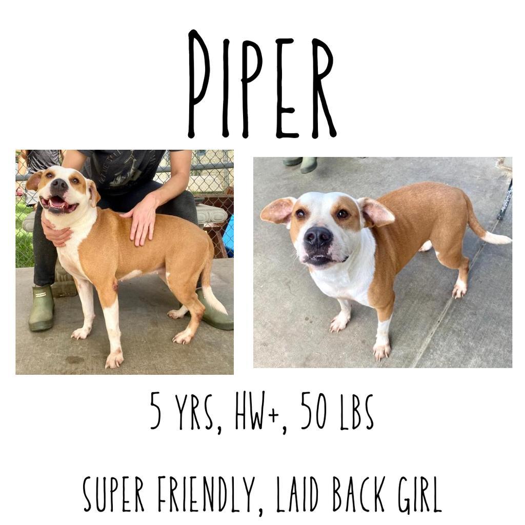 Piper