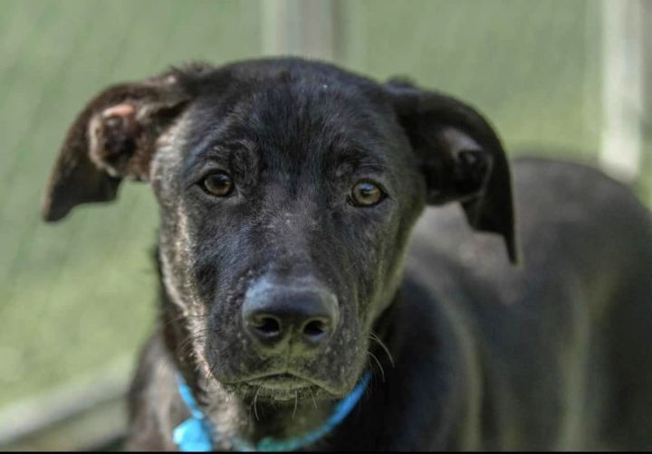 Banjo *HERE IN NH*, an adoptable Mixed Breed in Northwood, NH_image-4