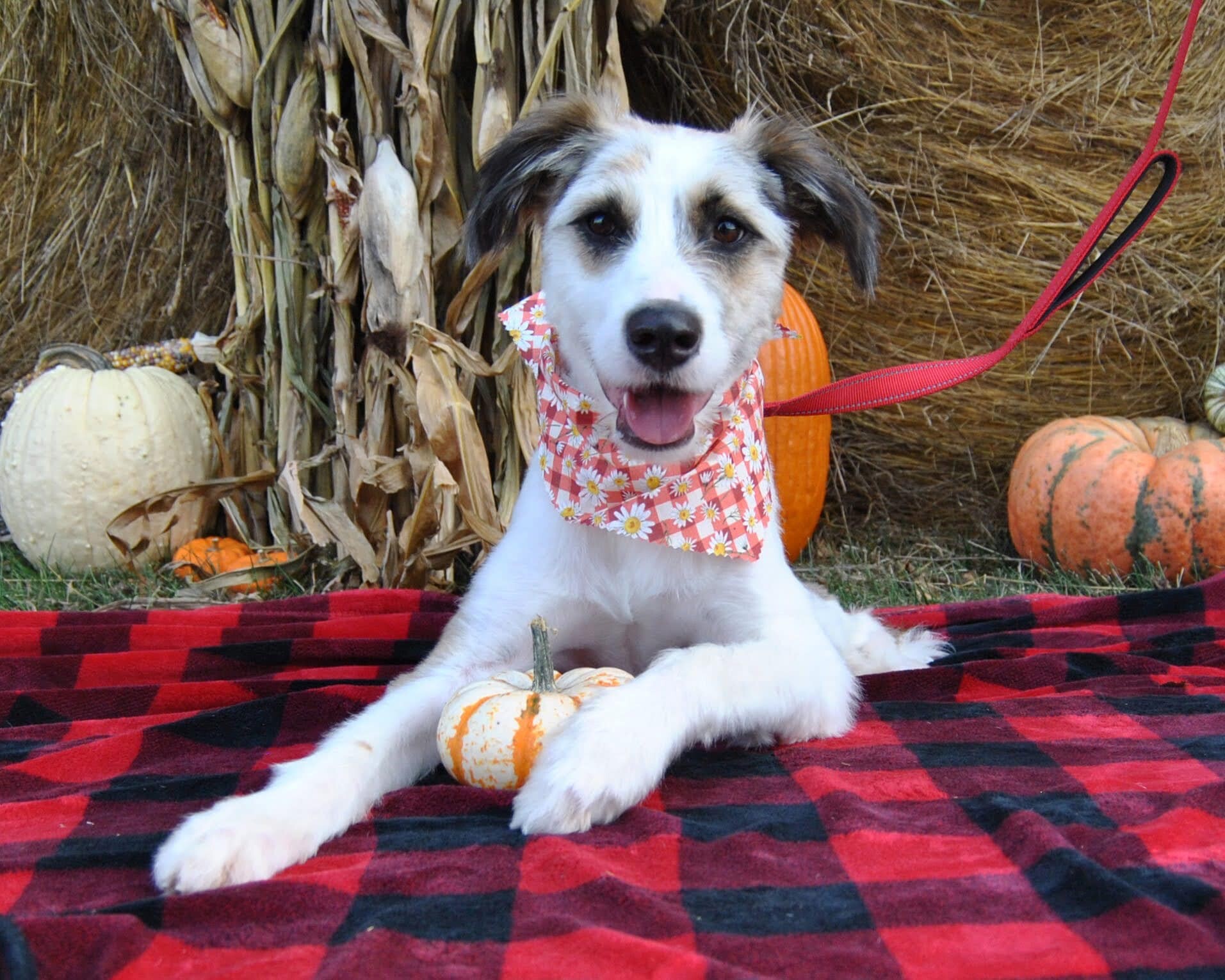 Hazel, an adoptable Australian Shepherd, Husky in Springfield, MO, 65804 | Photo Image 1