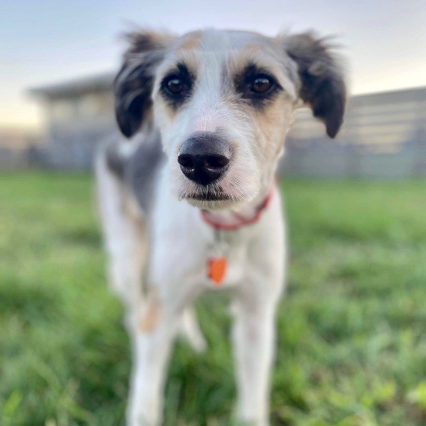 Hazel, an adoptable Australian Shepherd, Husky in Springfield, MO, 65804 | Photo Image 2