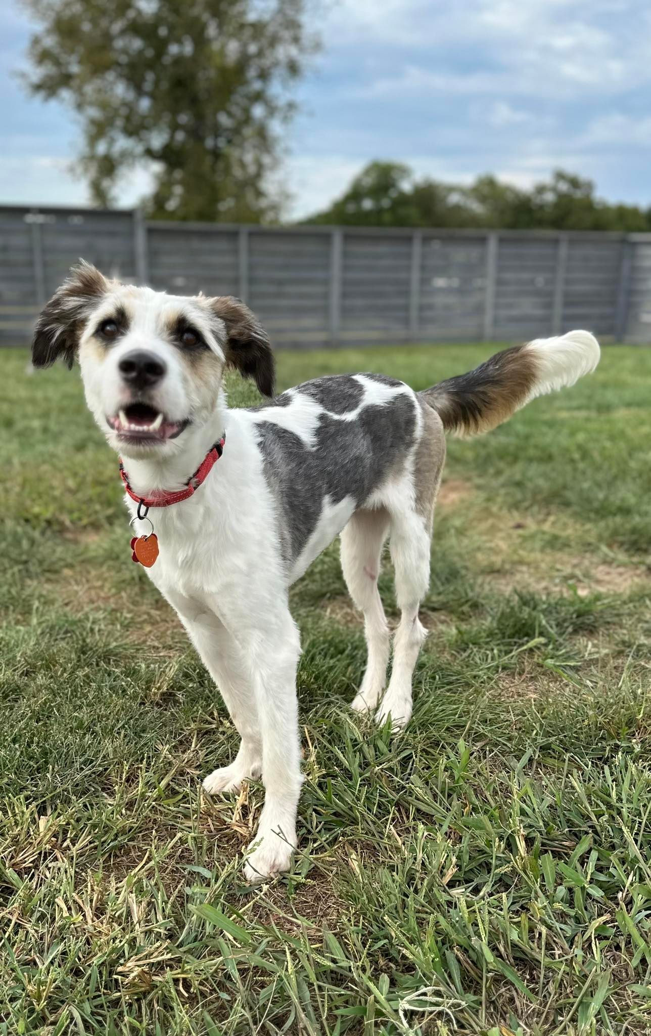 Hazel, an adoptable Australian Shepherd, Husky in Springfield, MO, 65804 | Photo Image 3