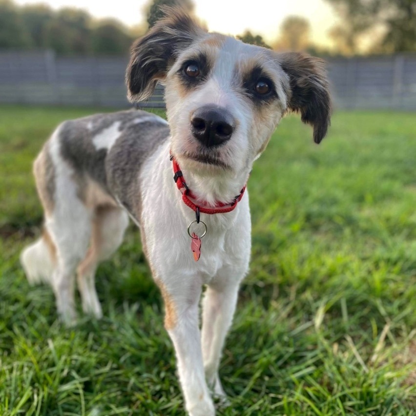 Hazel, an adoptable Australian Shepherd, Husky in Springfield, MO, 65804 | Photo Image 4