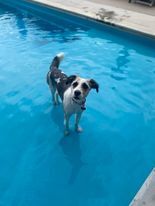 Hazel, an adoptable Australian Shepherd, Husky in Springfield, MO, 65804 | Photo Image 5