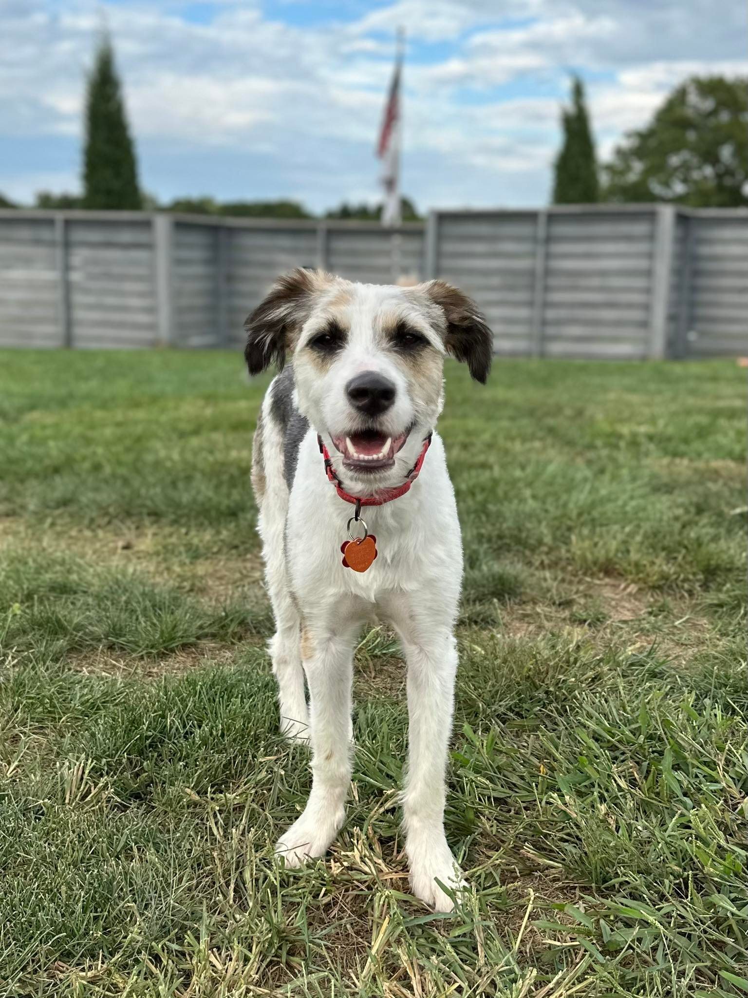 Hazel, an adoptable Australian Shepherd, Husky in Springfield, MO, 65804 | Photo Image 6