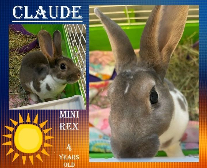 Claude, an adopted Mini Rex in Franklin, IN_image-1