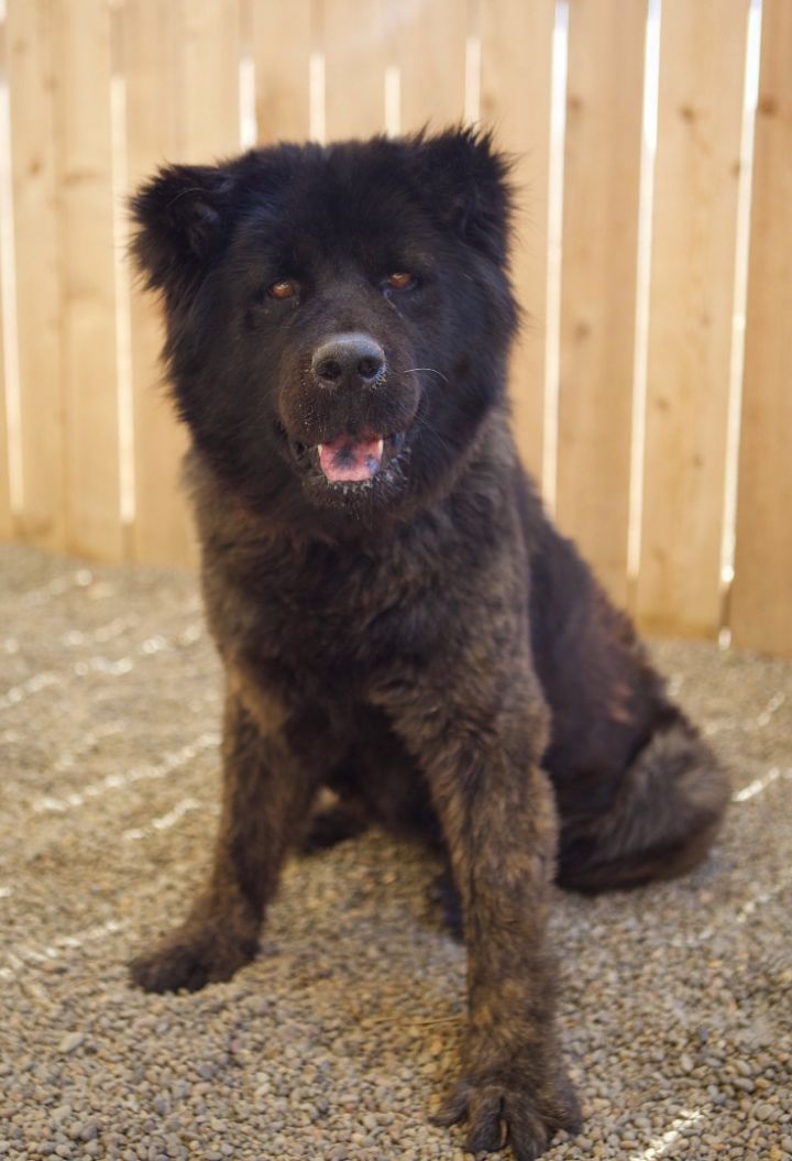 Kira, an adopted Chow Chow Mix in Tualatin, OR_image-1