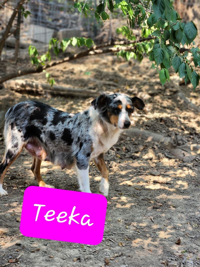 Teeka