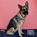 LEEZA's profile on Petfinder.com