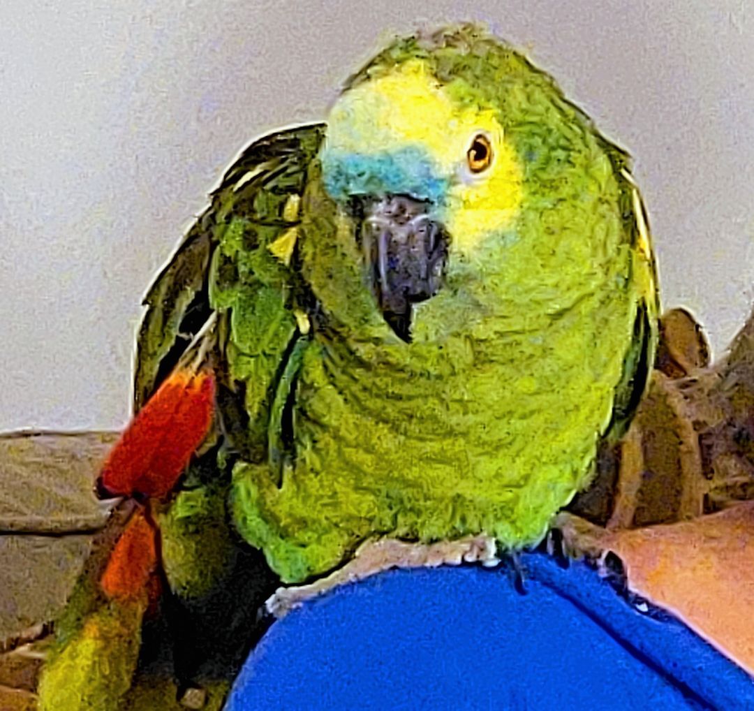 Parrot for adoption - Squirt, an Amazon in Lenexa, KS | Petfinder