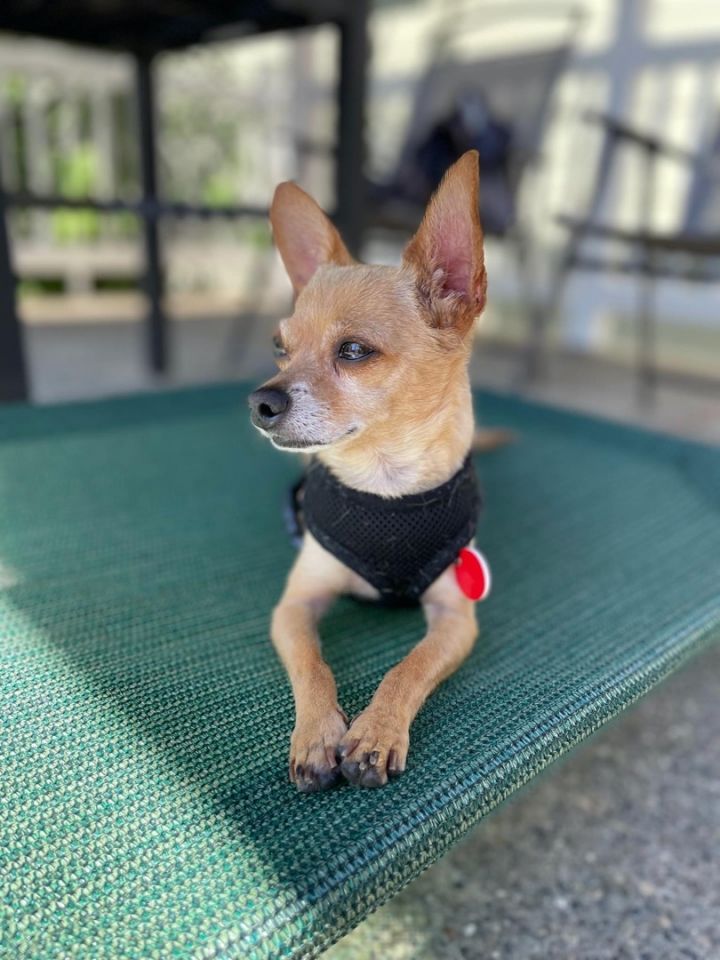 Peanut, an adopted Chihuahua in Portland, OR_image-1