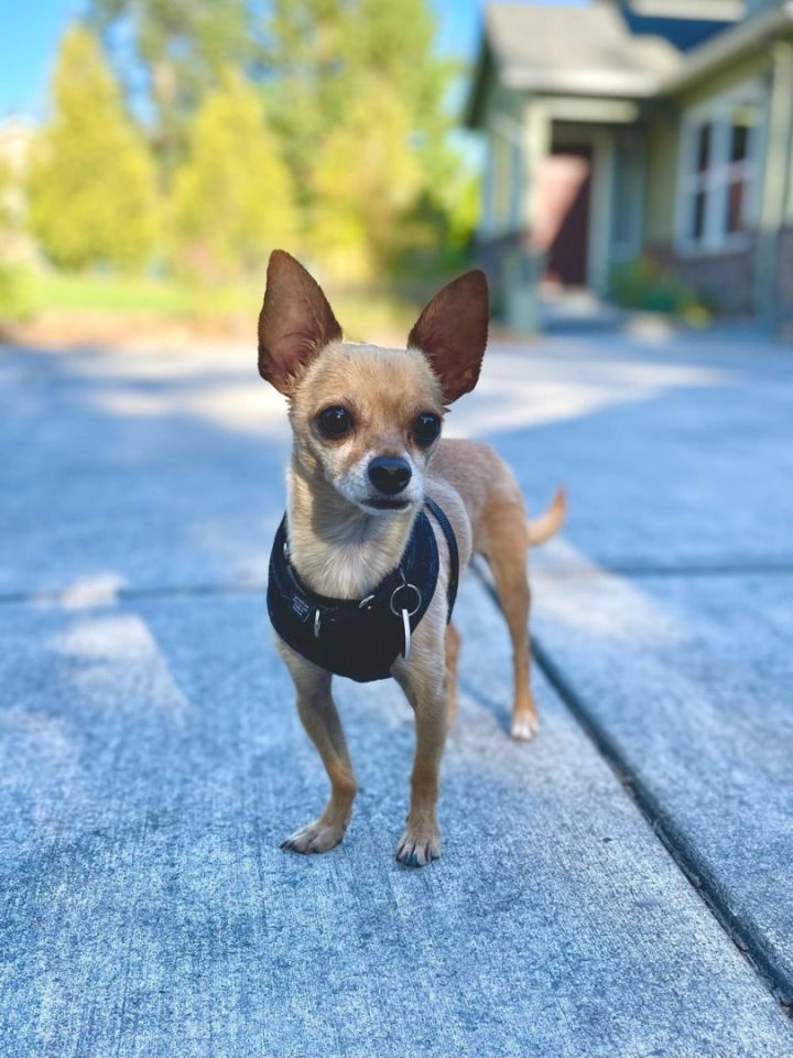 Peanut, an adopted Chihuahua in Portland, OR_image-3
