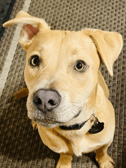 LUCKY - social, happy, dog friendly pup