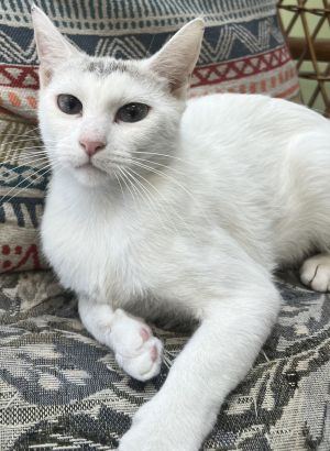 Lizzie, Young Female Siamese