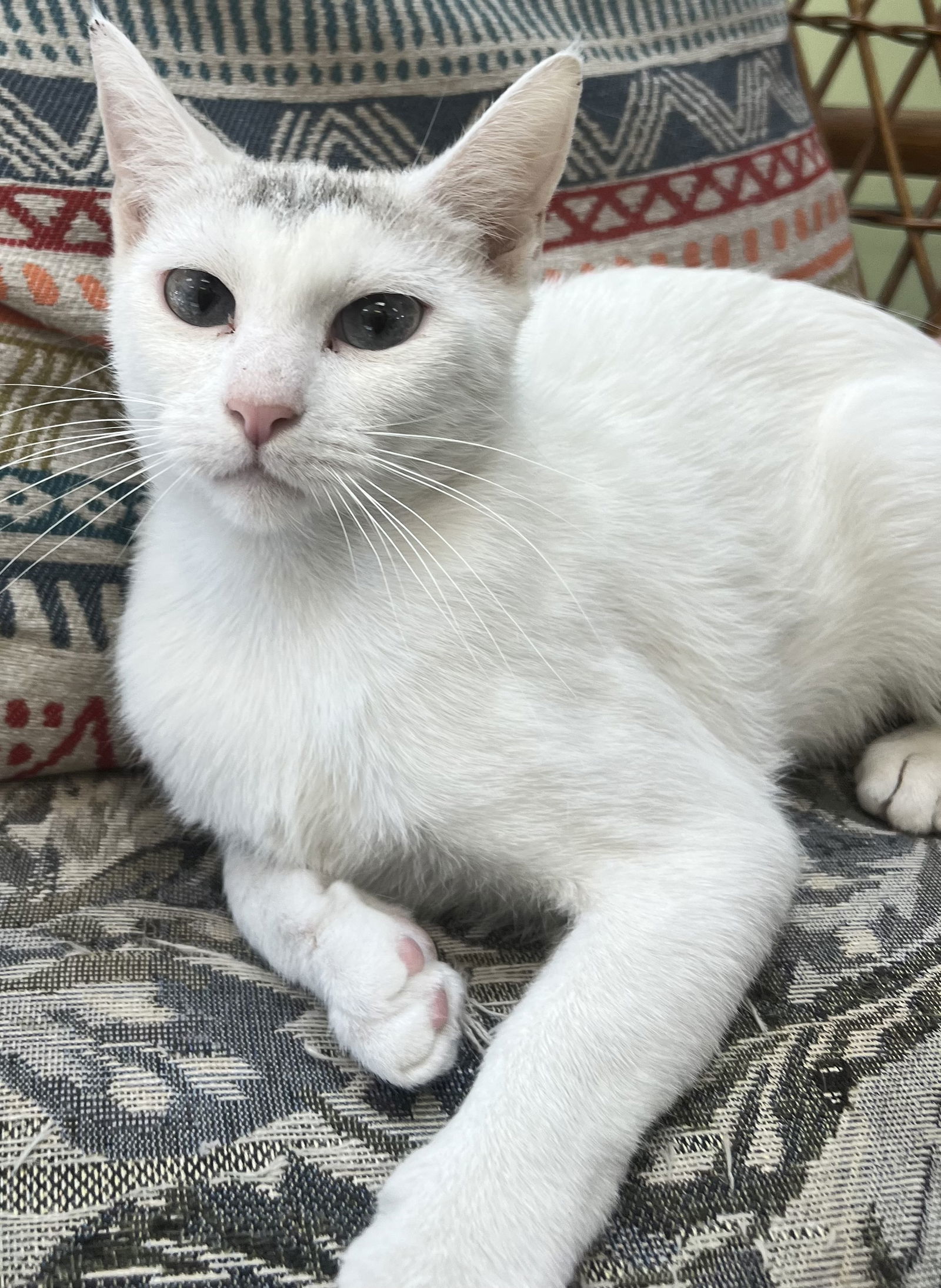 Lizzie, an adoptable Siamese in Royal Palm Beach, FL, 33411 | Photo Image 2