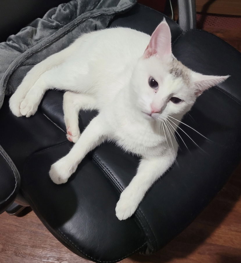 Lizzie, an adoptable Siamese in Royal Palm Beach, FL, 33411 | Photo Image 2