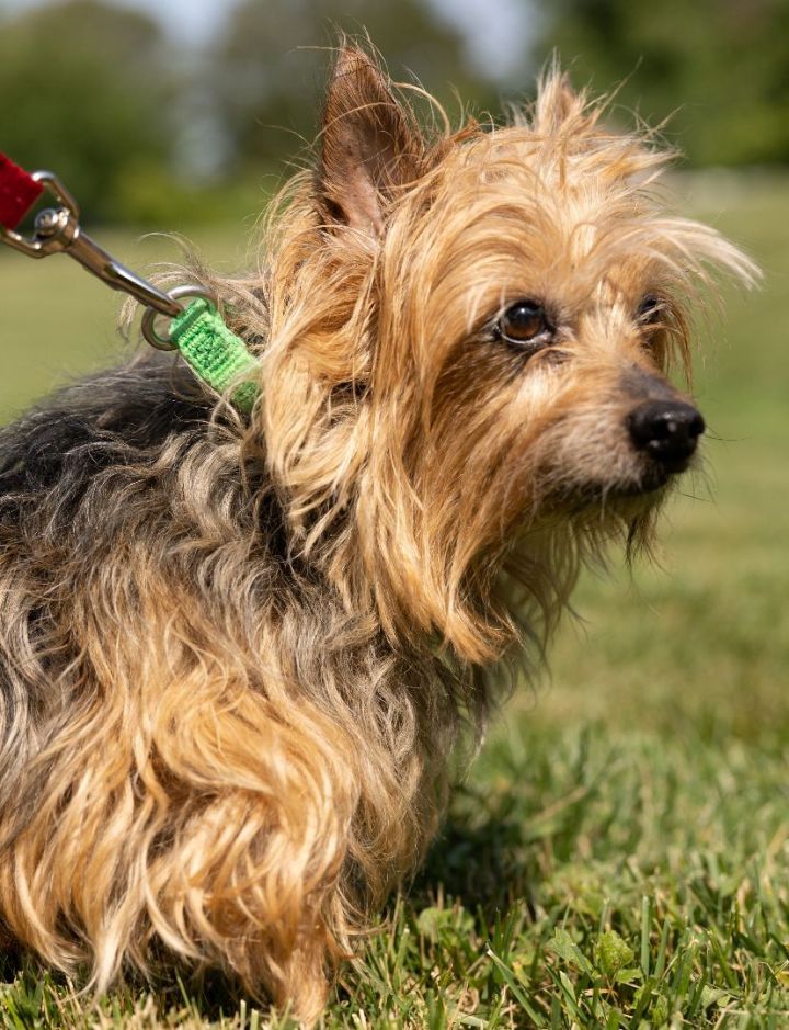 Roxy, an adopted Yorkshire Terrier Mix in Naperville, IL_image-2