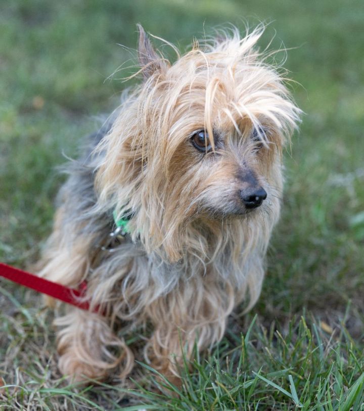 Roxy, an adopted Yorkshire Terrier Mix in Naperville, IL_image-5