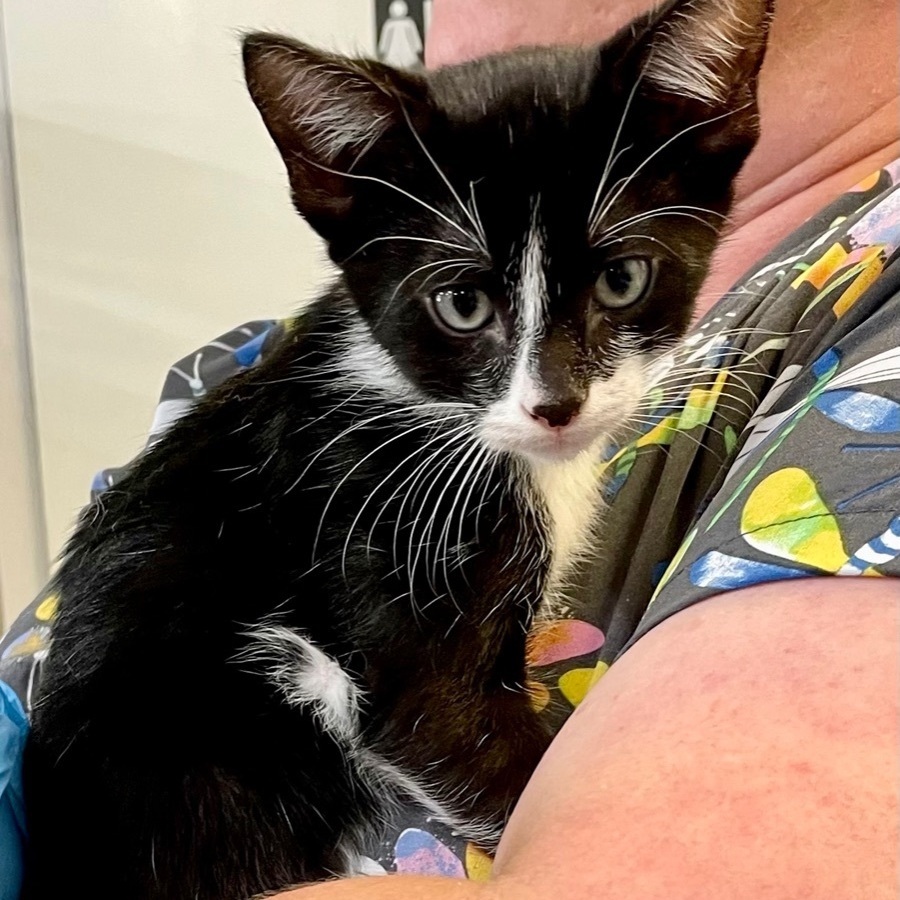 Silvester, an adoptable Domestic Short Hair in Livingston, TX, 77351 | Photo Image 1