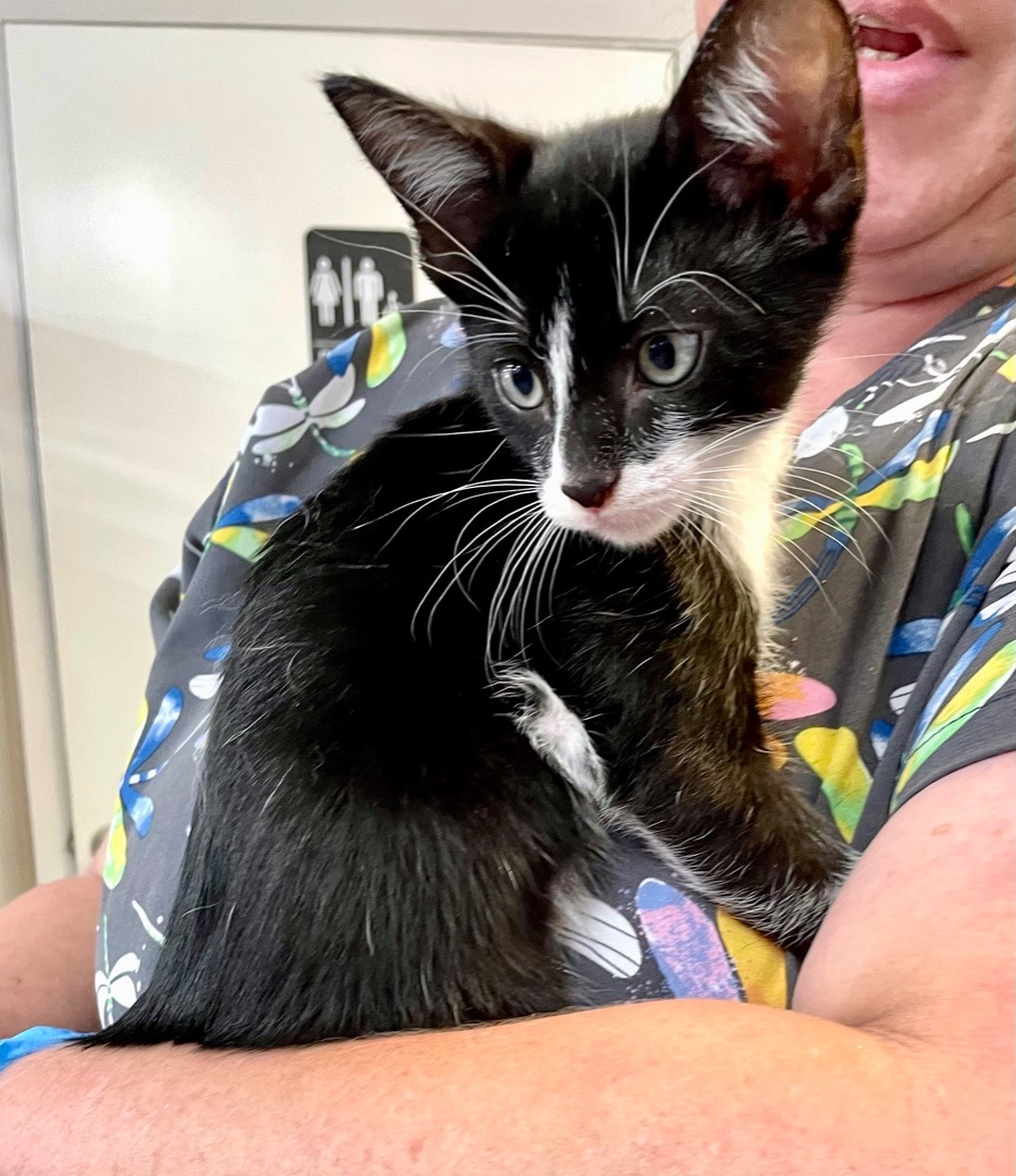 Silvester, an adoptable Domestic Short Hair in Livingston, TX, 77351 | Photo Image 2