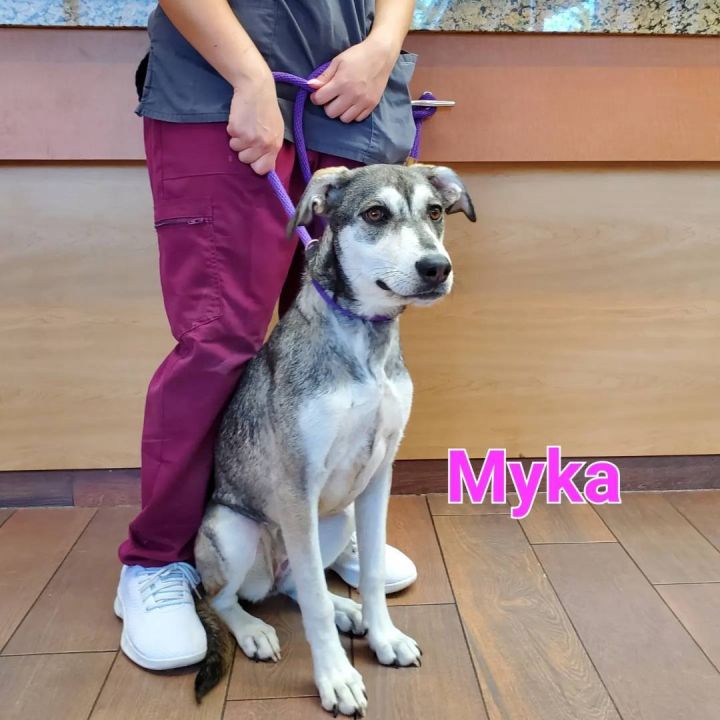 Myka, an adopted Husky & Shepherd Mix in Naperville, IL_image-2