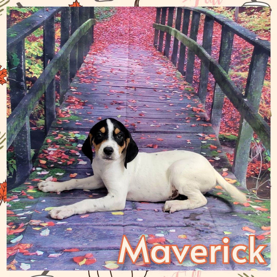 Maverick