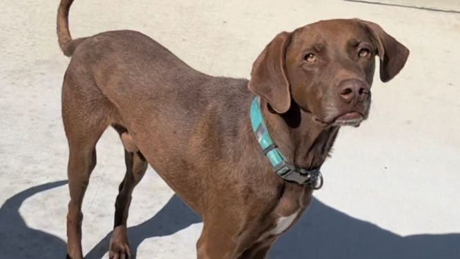 Dog for adoption - choco, a Labrador Retriever Mix in Columbus, MS