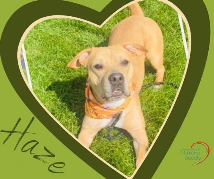 HAZE (BLAZE), an adoptable Pit Bull Terrier in Wintersville, OH_image-1