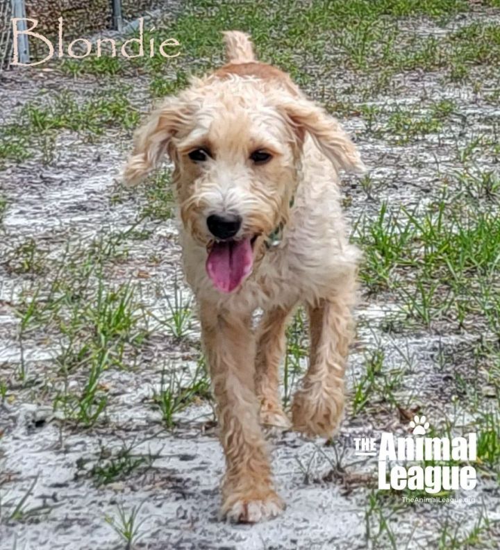 Blondie, an adoptable Labradoodle Mix in Clermont, FL_image-2