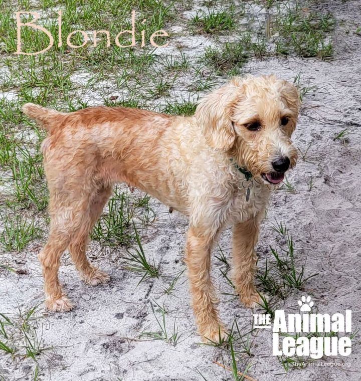 Blondie, an adoptable Labradoodle Mix in Clermont, FL_image-3