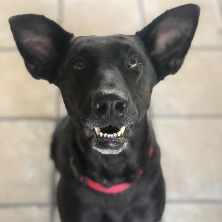 Amelia Ears-Hart  AKA “Millie”, an adoptable Labrador Retriever Mix in Springfield, MO_image-1