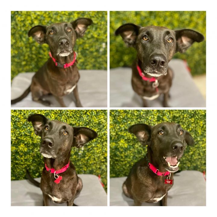 Amelia Ears-Hart  AKA “Millie”, an adoptable Labrador Retriever Mix in Springfield, MO_image-6