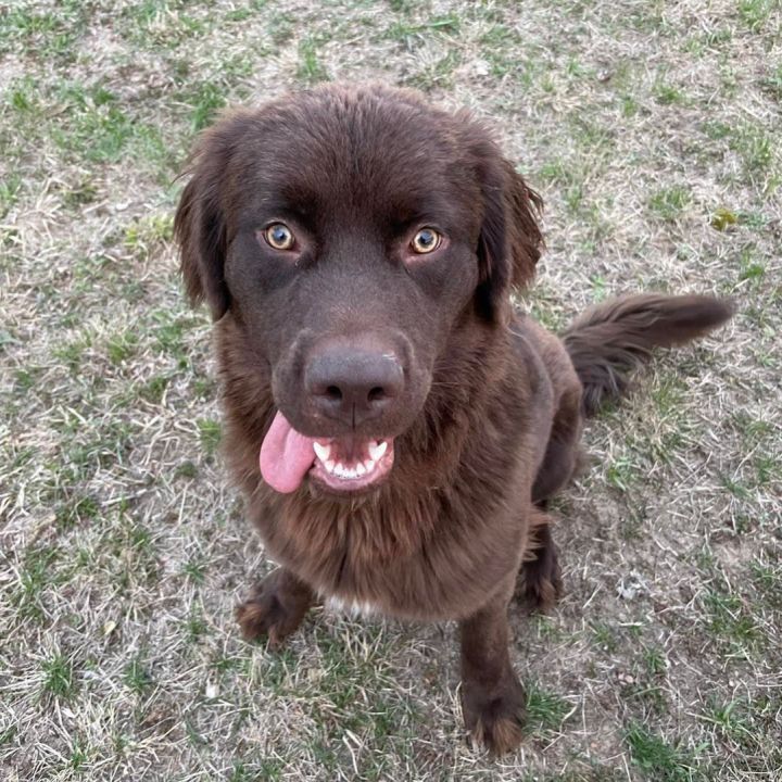 Newfie lab hot sale