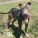 DANNY's profile on Petfinder.com