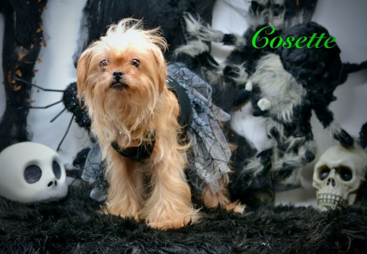 Cosette, an adopted Yorkshire Terrier Mix in Sevierville, TN_image-2