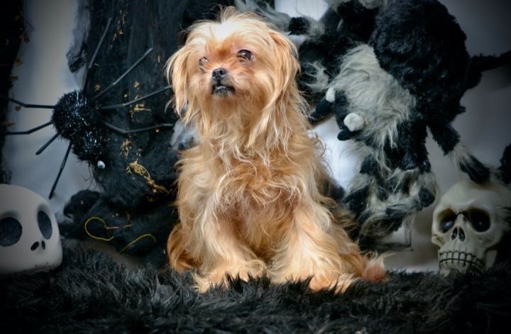 Cosette, an adopted Yorkshire Terrier Mix in Sevierville, TN_image-4
