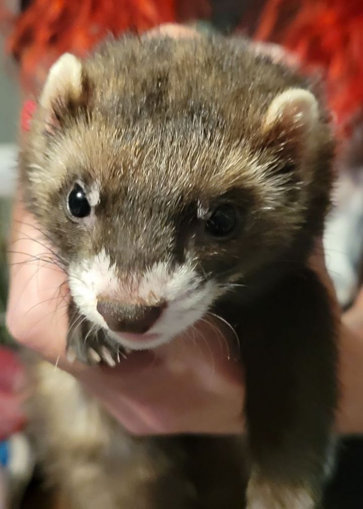 Ferrets store for adoption