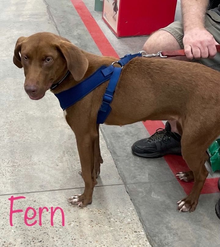 dog-for-adoption-fern-a-labrador-retriever-mix-in-cairo-ga-petfinder